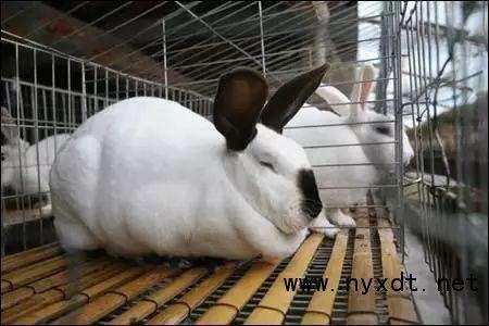 种兔养殖技术视频,高效养殖指南