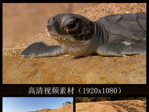 海龟小视频