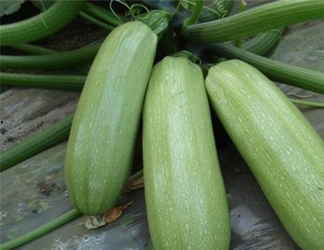 西i瓜视频,短视频时代的潮流风向标